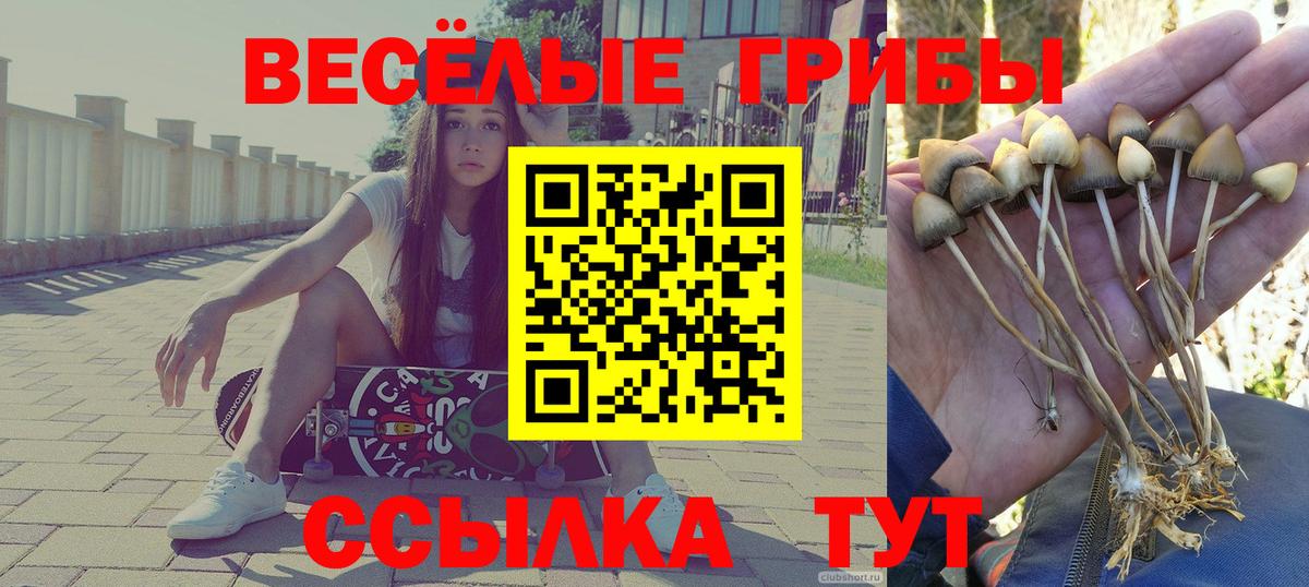 Псилоцибиновые грибы Psilocybe  Вход с VPN  Клинцы  Галлюциногенные грибы MAGIC MUSHROOMS 